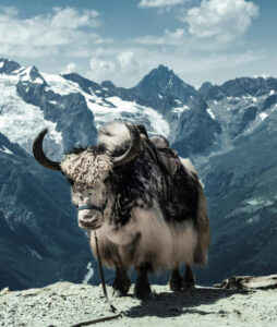 Nepal Himalaya Yak