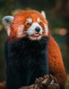 Nepal red panda